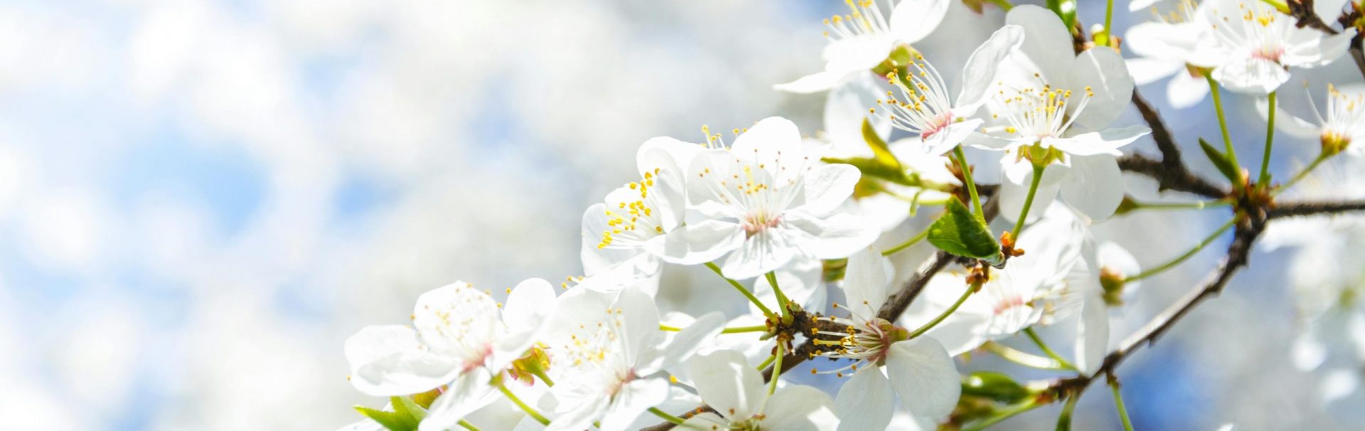 Rechtsanwältin Liana Wiegand